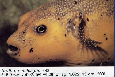 Arothron meleagris